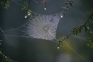 Keep Your Home Spider Free – 9 Helpful Tips