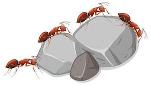 Read more about the article Quick Tips About Defending Your Home From Ants